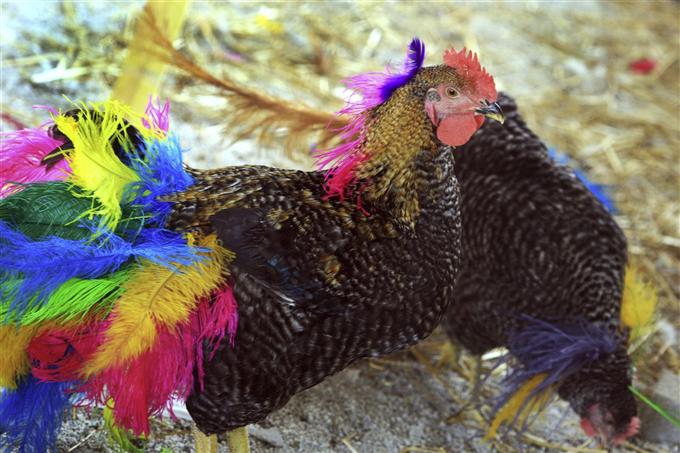Gala Chicken and Gala Coop (2004-2011). Courtesy the artist